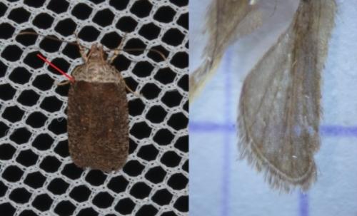 Agonopterix cnicella